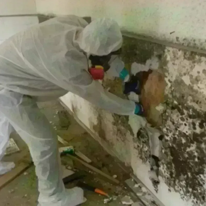 Mold Remediation and Removal in Kings Mountain, NC